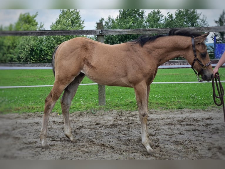 American Quarter Horse Stallone  150 cm Pelle di daino in Melle