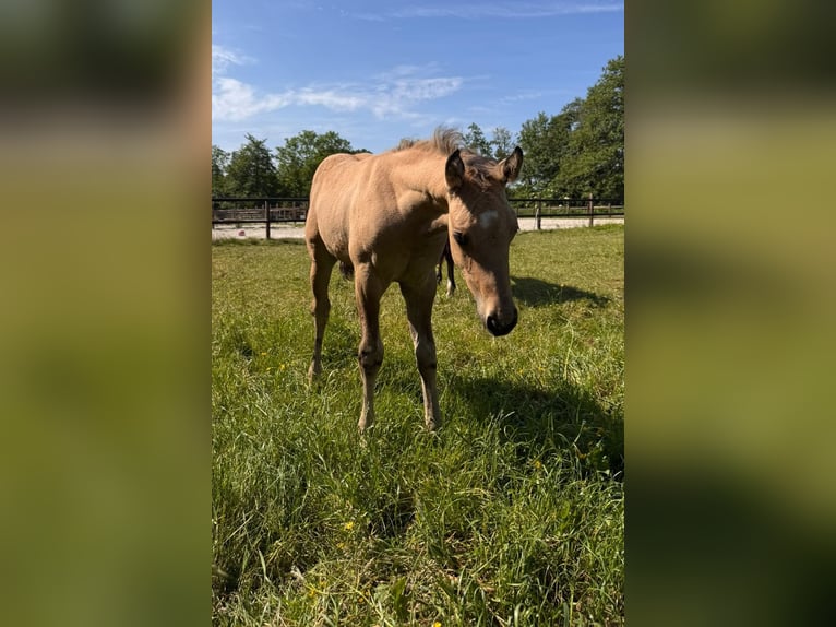 American Quarter Horse Stallone Puledri (04/2026) 150 cm Pelle di daino in Midwolde