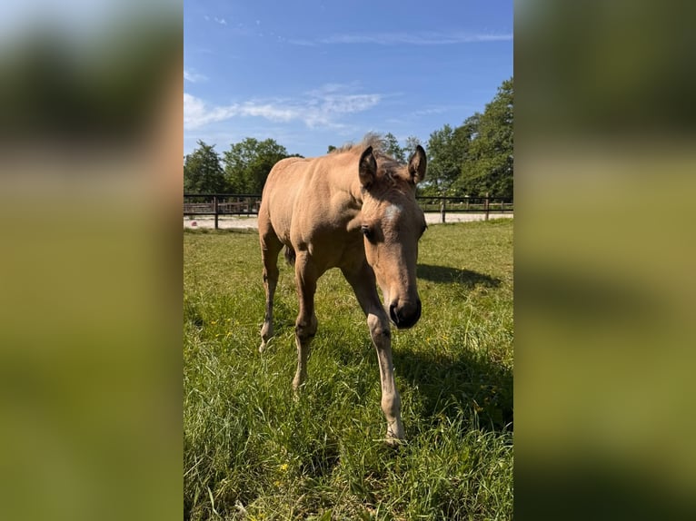 American Quarter Horse Stallone Puledri (04/2026) 150 cm Pelle di daino in Midwolde