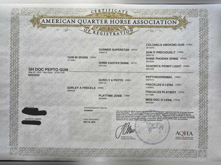 American Quarter Horse Stallone Puledri (05/2025) 150 cm Roano rosso in Steinen