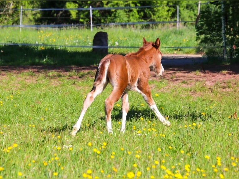 American Quarter Horse Stallone Puledri (04/2026) 150 cm Sauro in Breitenbach