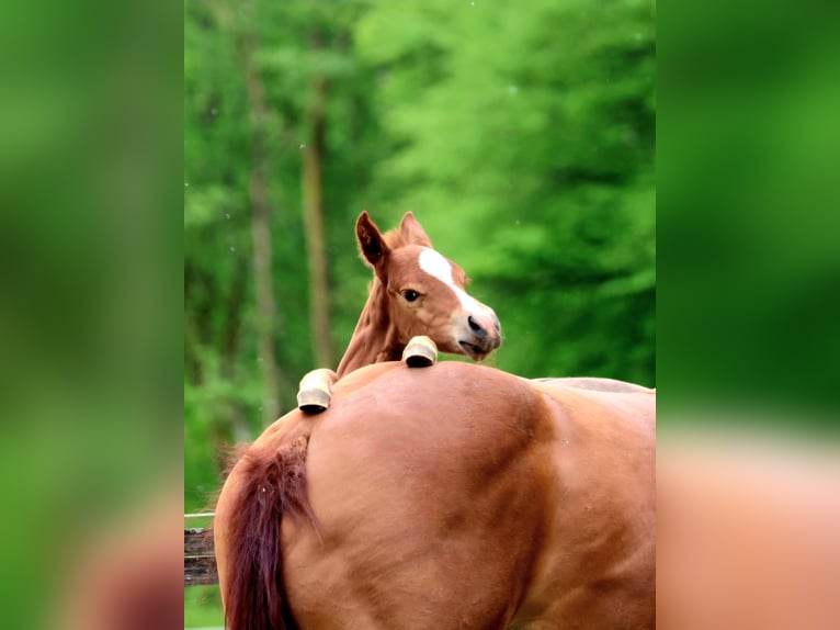 American Quarter Horse Stallone Puledri (04/2026) 150 cm Sauro in Berschweiler