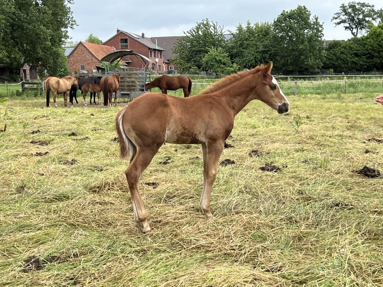 American Quarter Horse Stallone Puledri (04/2026) 150 cm Sauro in Linsburg