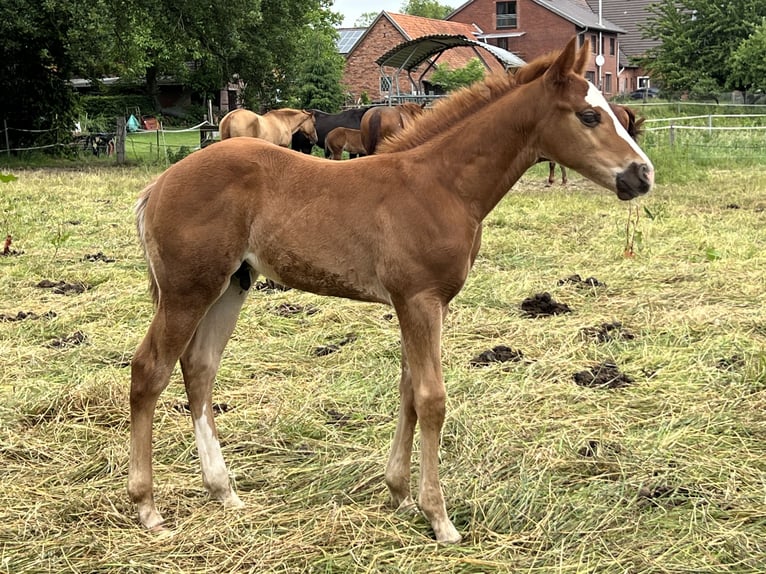 American Quarter Horse Stallone Puledri (04/2026) 150 cm Sauro in Linsburg
