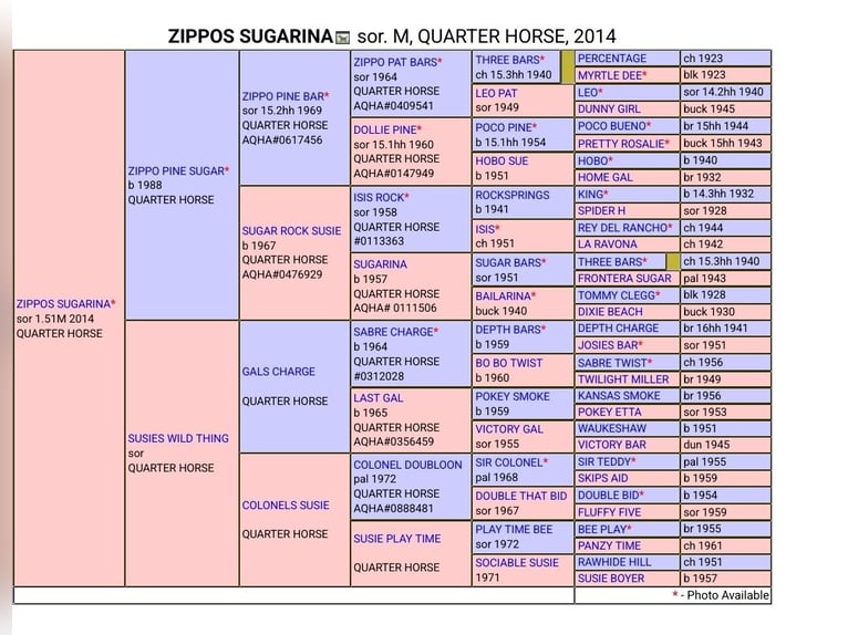American Quarter Horse Stallone Puledri (05/2025) 150 cm Sauro scuro in Allenbach