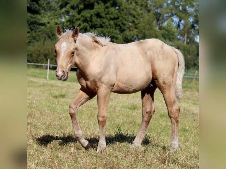 American Quarter Horse Stallone Puledri (05/2025) 151 cm Palomino in Stade