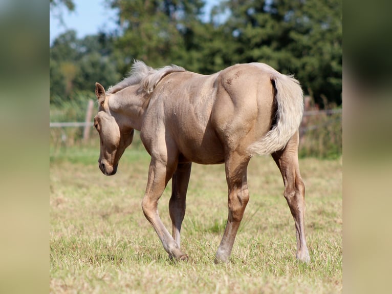 American Quarter Horse Stallone Puledri (05/2025) 151 cm Palomino in Stade