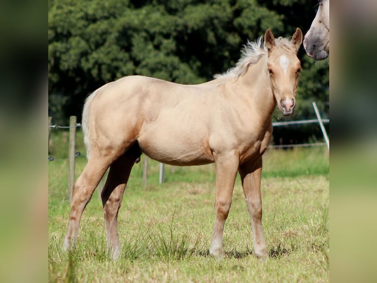 American Quarter Horse Stallone Puledri (05/2025) 151 cm Palomino in Stade