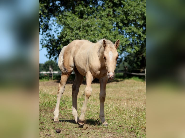 American Quarter Horse Stallone Puledri (05/2025) 151 cm Palomino in Stade