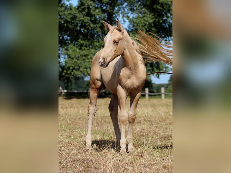 American Quarter Horse Stallone Puledri (05/2025) 151 cm Palomino in Stade