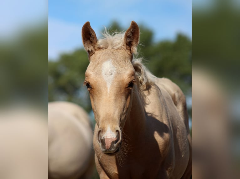 American Quarter Horse Stallone Puledri (05/2025) 151 cm Palomino in Stade
