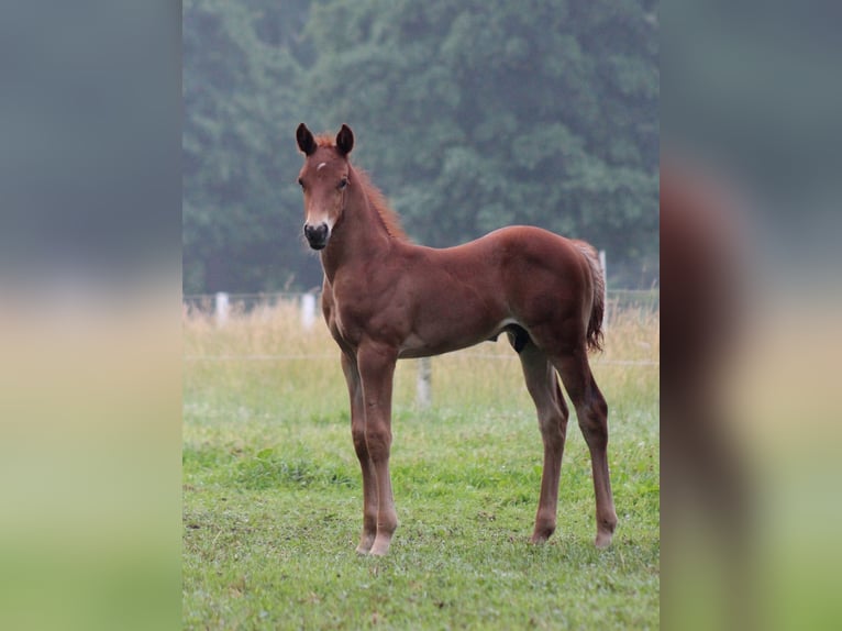 American Quarter Horse Stallone Puledri (06/2026) 151 cm Sauro scuro in Stade