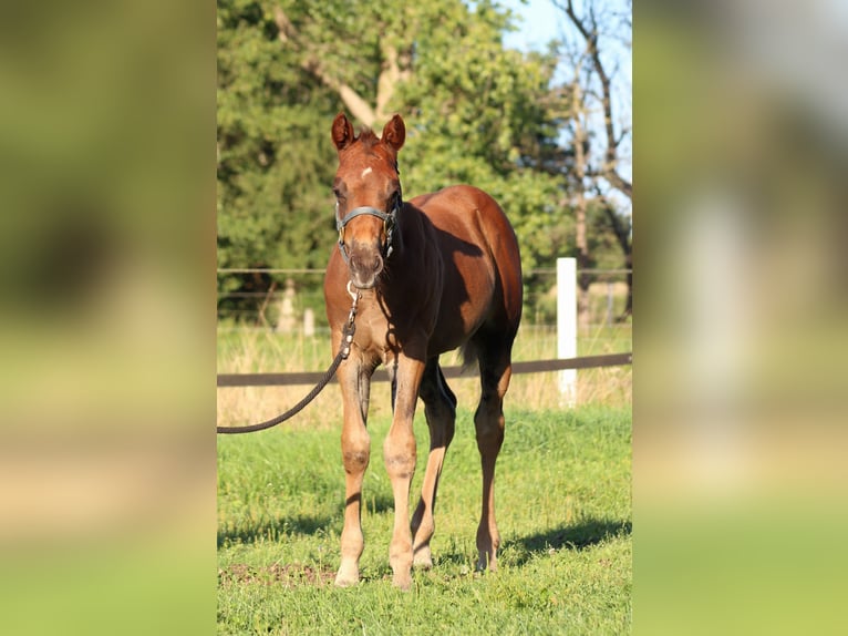 American Quarter Horse Stallone Puledri (06/2026) 151 cm Sauro scuro in Stade