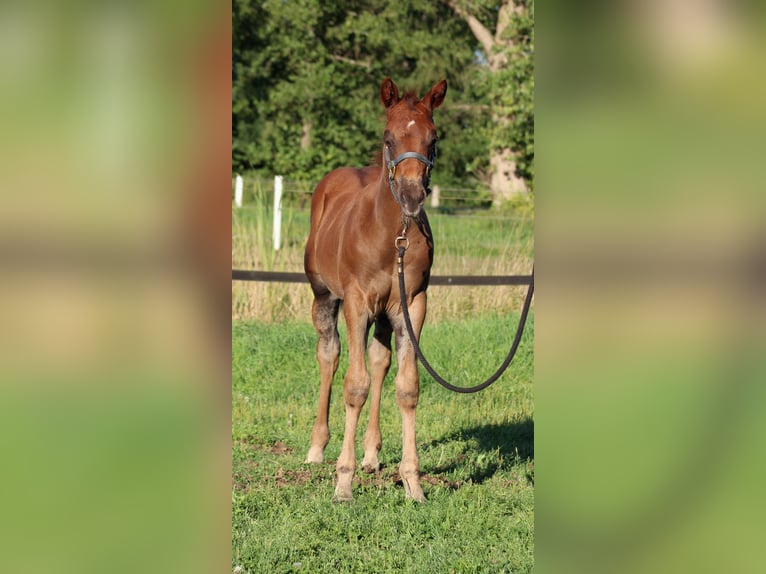 American Quarter Horse Stallone Puledri (06/2026) 151 cm Sauro scuro in Stade