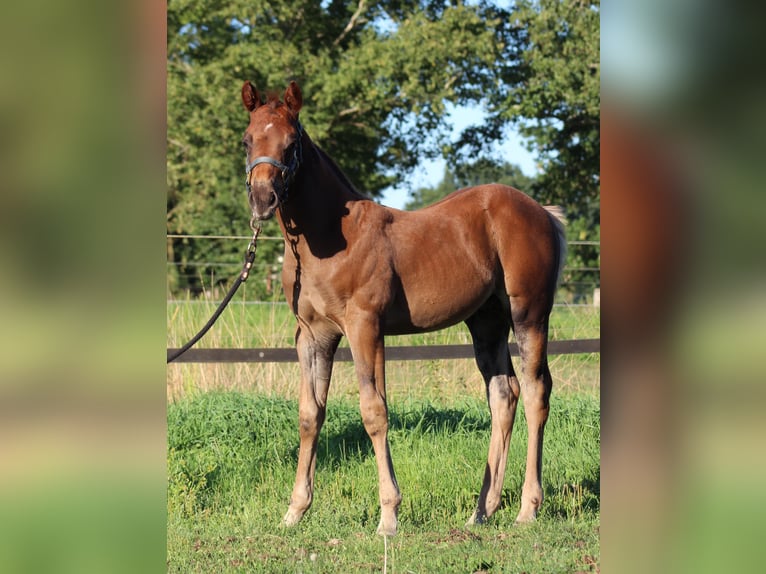 American Quarter Horse Stallone Puledri (06/2026) 151 cm Sauro scuro in Stade