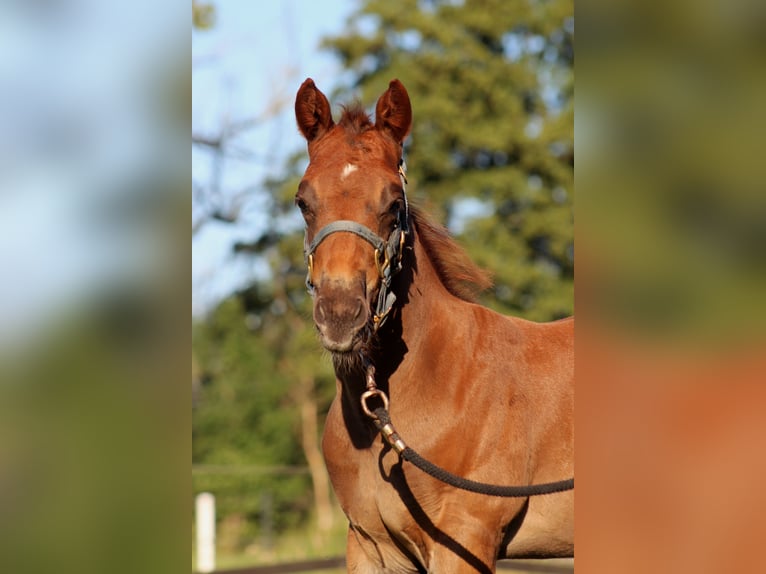 American Quarter Horse Stallone Puledri (06/2026) 151 cm Sauro scuro in Stade
