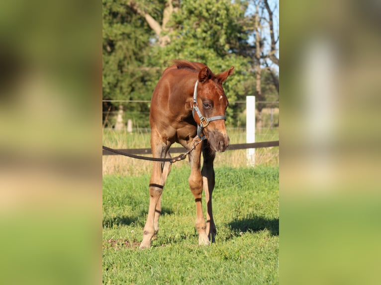 American Quarter Horse Stallone Puledri (06/2026) 151 cm Sauro scuro in Stade