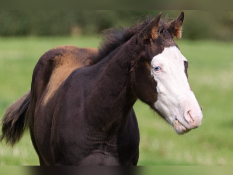 American Quarter Horse Stallone Puledri (05/2024) 152 cm Baio in Brecon