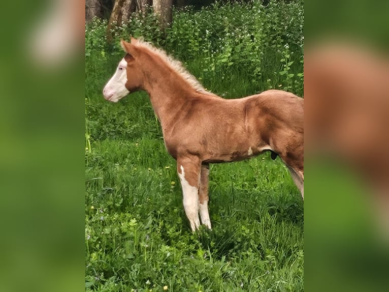American Quarter Horse Stallone  152 cm Overo-tutti i colori in Klingenberg am Main