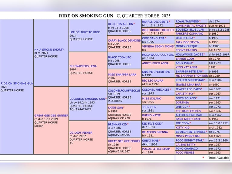 American Quarter Horse Stallone  152 cm Overo-tutti i colori in Klingenberg am Main