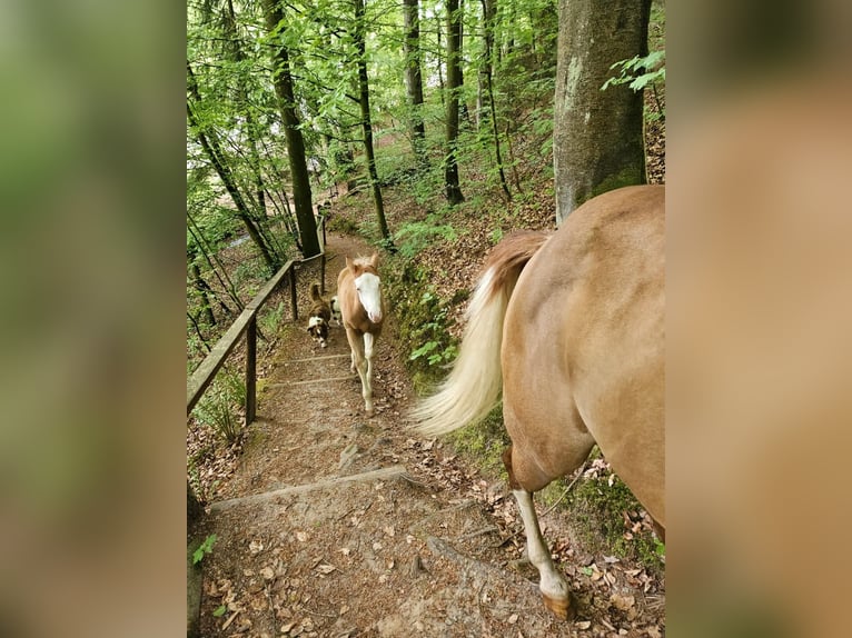 American Quarter Horse Stallone  152 cm Overo-tutti i colori in Klingenberg am Main