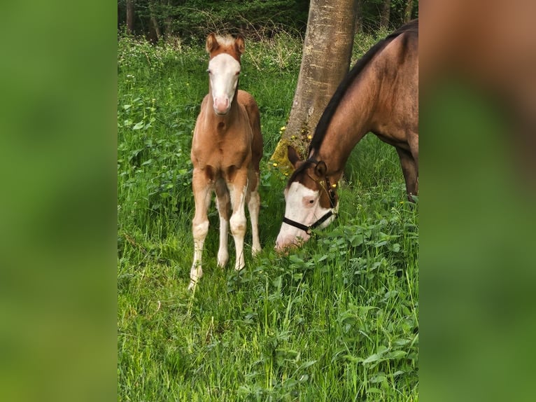 American Quarter Horse Stallone  152 cm Overo-tutti i colori in Klingenberg am Main
