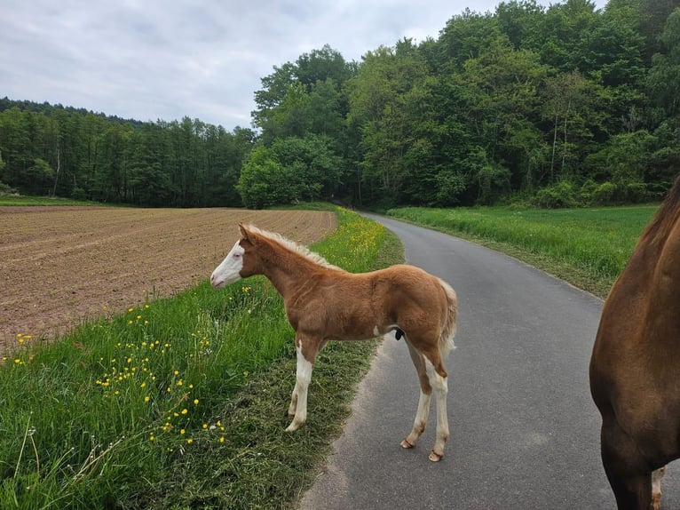 American Quarter Horse Stallone  152 cm Overo-tutti i colori in Klingenberg am Main
