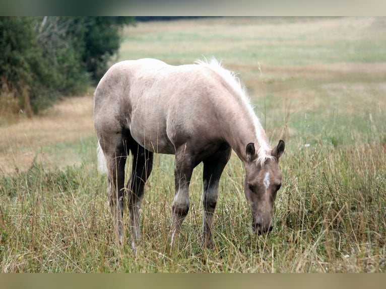 American Quarter Horse Stallone Puledri (04/2026) 152 cm Palomino in Haigerloch