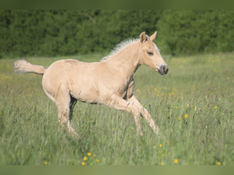 American Quarter Horse Stallone Puledri (04/2026) 152 cm Palomino in Haigerloch