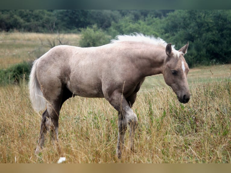 American Quarter Horse Stallone Puledri (04/2026) 152 cm Palomino in Haigerloch