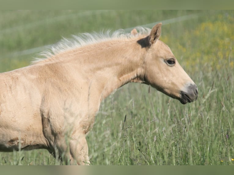 American Quarter Horse Stallone Puledri (04/2026) 152 cm Palomino in Haigerloch