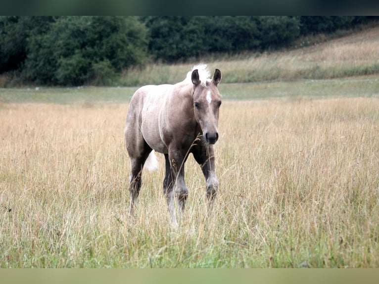 American Quarter Horse Stallone Puledri (04/2026) 152 cm Palomino in Haigerloch