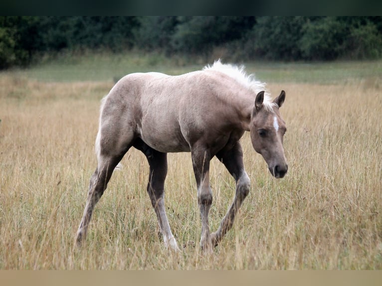 American Quarter Horse Stallone Puledri (04/2026) 152 cm Palomino in Haigerloch