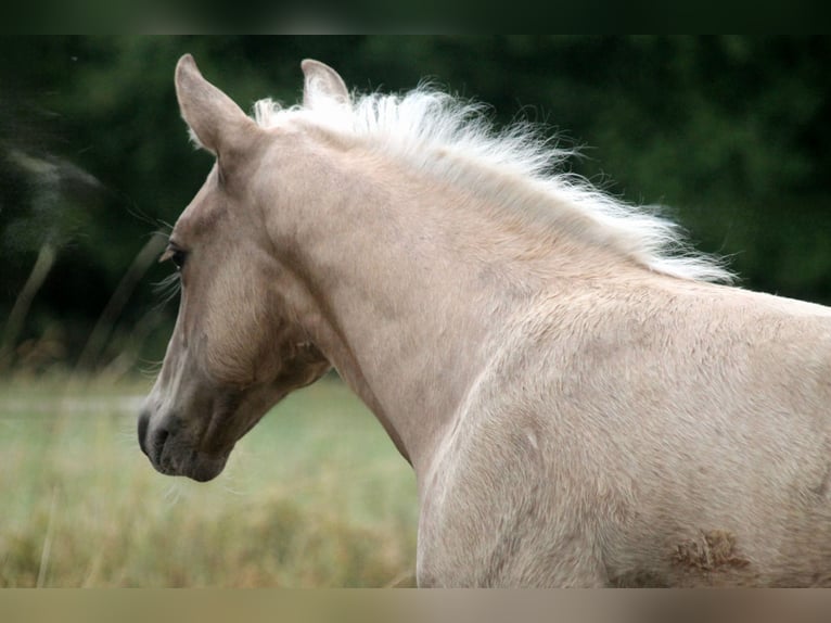 American Quarter Horse Stallone Puledri (04/2026) 152 cm Palomino in Haigerloch