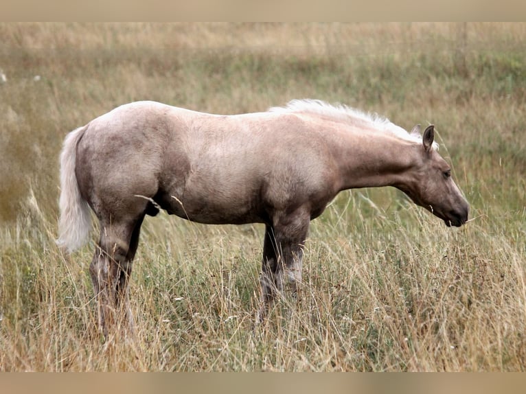 American Quarter Horse Stallone Puledri (04/2026) 152 cm Palomino in Haigerloch