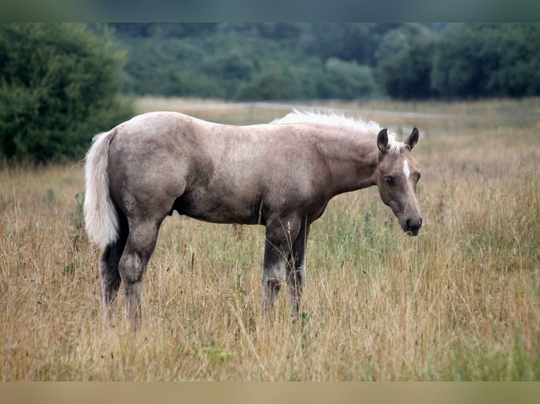 American Quarter Horse Stallone Puledri (04/2026) 152 cm Palomino in Haigerloch