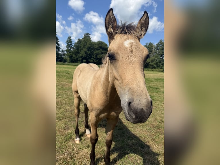 American Quarter Horse Stallone Puledri (04/2026) 152 cm Pelle di daino in Midwolde