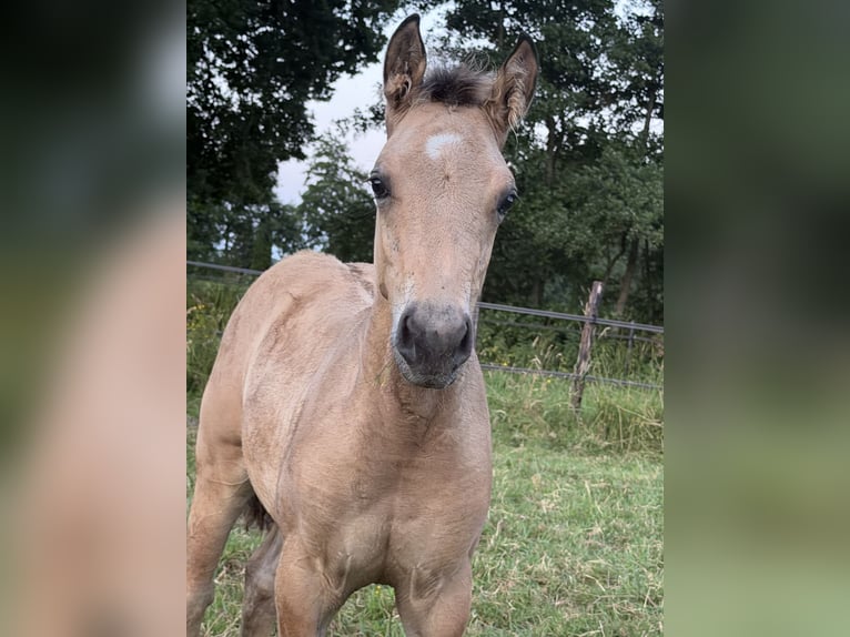 American Quarter Horse Stallone Puledri (04/2026) 152 cm Pelle di daino in Midwolde