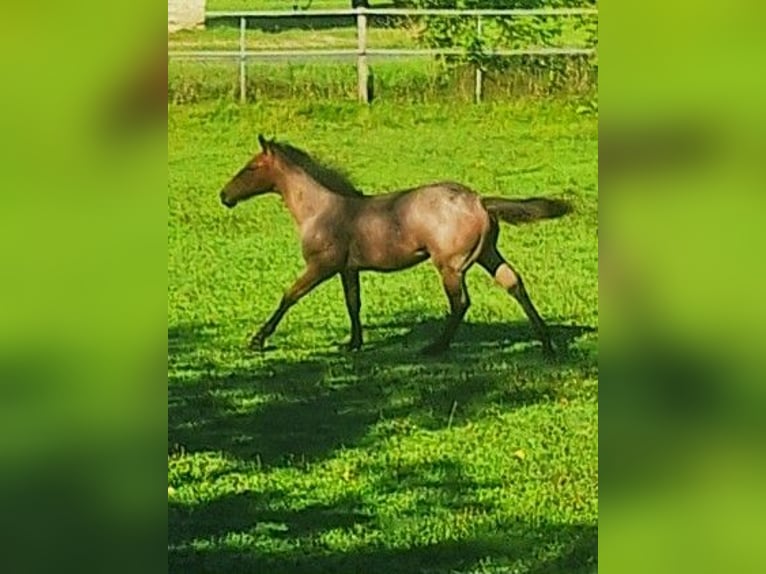 American Quarter Horse Stallone Puledri (03/2026) 153 cm Baio roano in Ostermiething