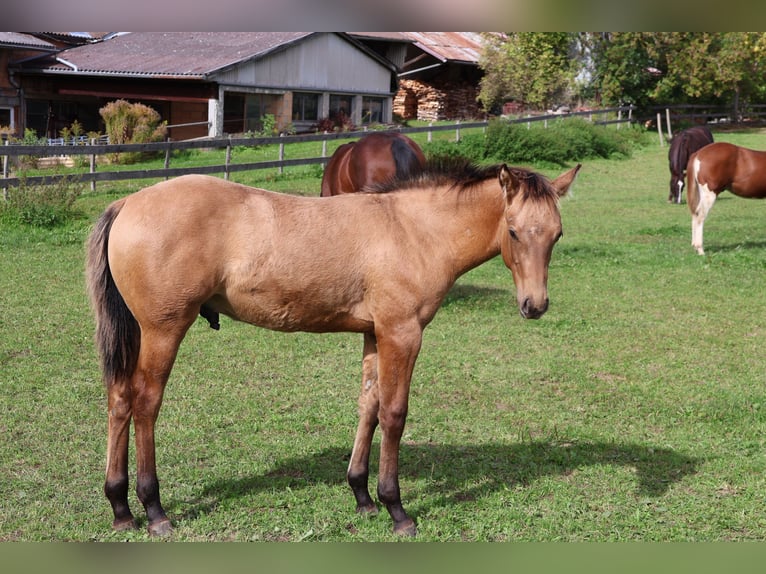 American Quarter Horse Stallone Puledri (05/2025) 153 cm Falbo in Fleischwangen American Quarter Horse Stallone Puledri (05/2025) 153 cm Falbo in Fleischwangen