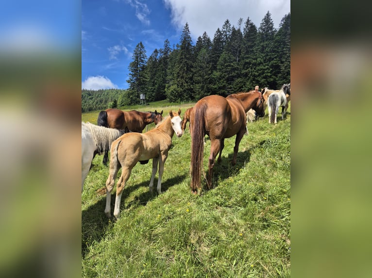 American Quarter Horse Stallone Puledri (05/2026) 153 cm Palomino in Steinen
