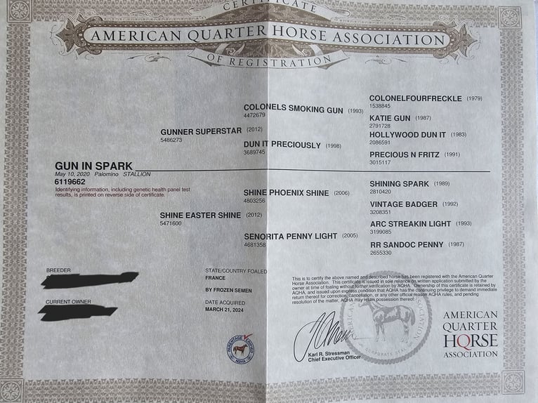 American Quarter Horse Stallone Puledri (05/2026) 153 cm Palomino in Steinen