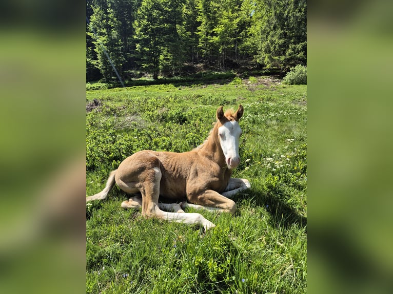 American Quarter Horse Stallone Puledri (05/2026) 153 cm Palomino in Steinen