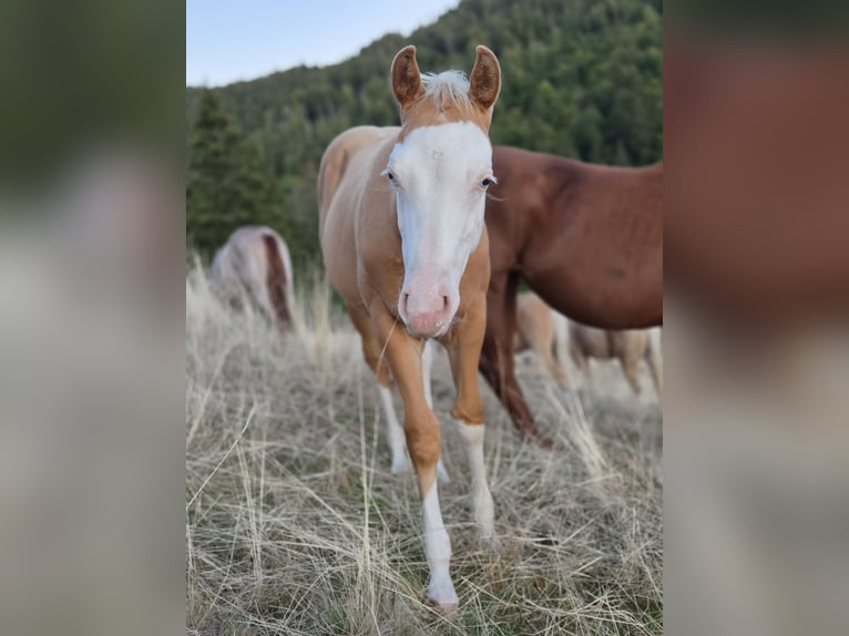American Quarter Horse Stallone Puledri (05/2026) 153 cm Palomino in Steinen
