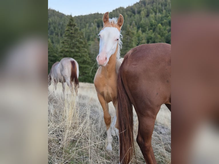American Quarter Horse Stallone Puledri (05/2026) 153 cm Palomino in Steinen
