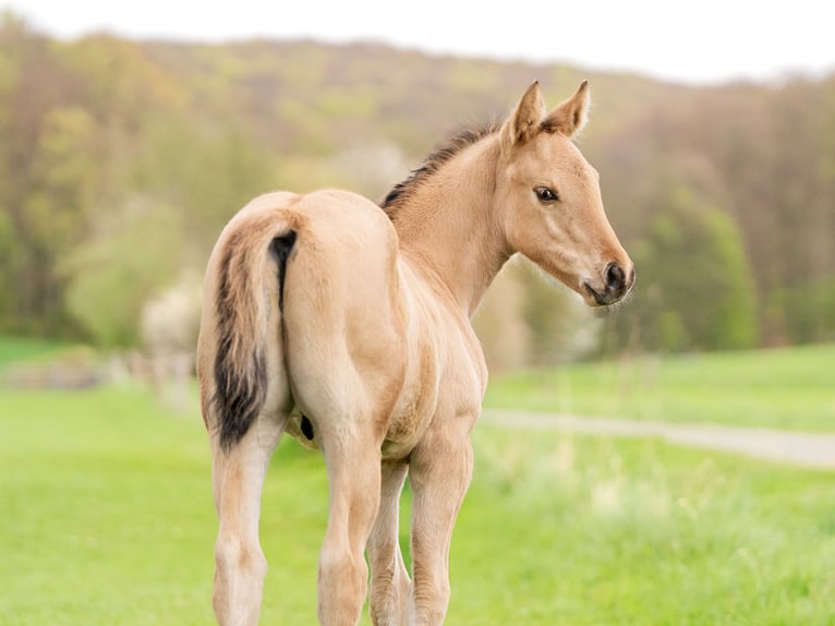 American Quarter Horse Stallone Puledri
 (02/2024) 153 cm Pelle di daino in Herzberg am Harz