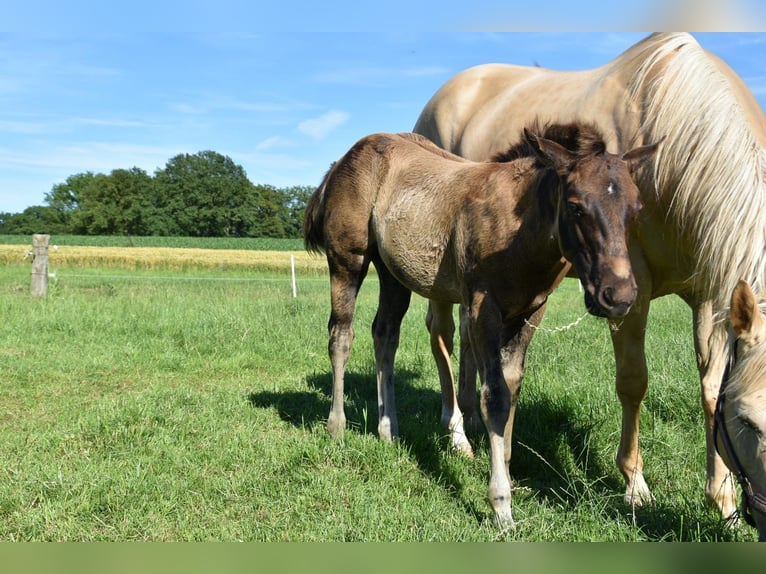American Quarter Horse Stallone Puledri (03/2026) 153 cm Pelle di daino in Nordhorn