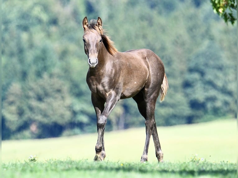 American Quarter Horse Stallone Puledri (04/2026) 153 cm Può diventare grigio in Pichl bei Wels