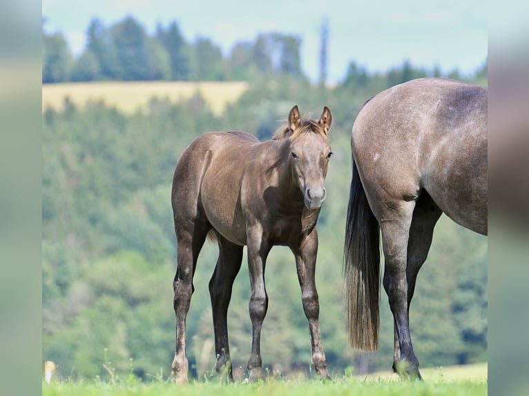American Quarter Horse Stallone Puledri (04/2026) 153 cm Può diventare grigio in Pichl bei Wels