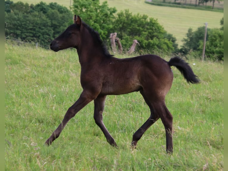 American Quarter Horse Stallone Puledri (04/2024) 153 cm Roano blu in Breitenbach